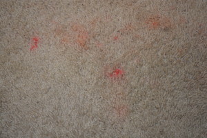 carpets need replaced