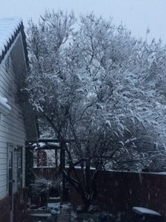 Trees covered in snow