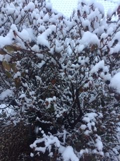 Snow on the bare trees