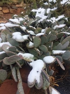Cactus covered snow