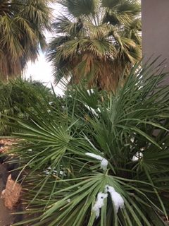 Snow on palm fronds